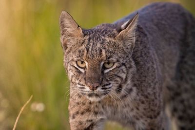 Close-up portrait of cat