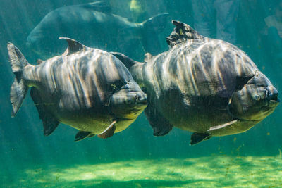 School of fish swimming in sea