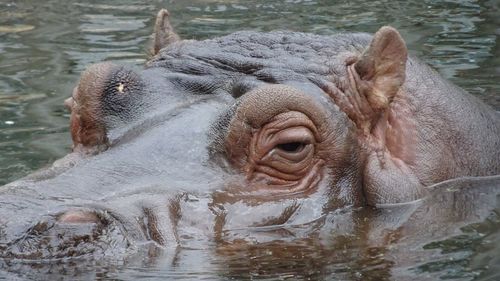 Close-up of hippopotamus on lake