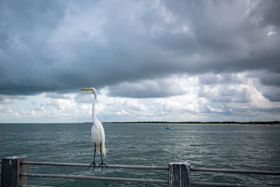 Egret bird perching on wooden post in sea against sky