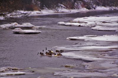 Birds in river