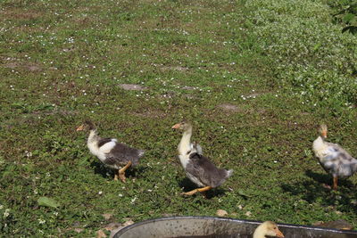 Ducks on field