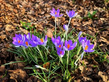 flowering plant