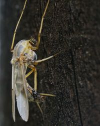 Close-up of insect