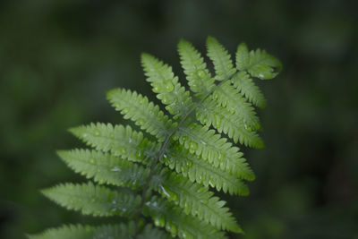 Close-up of fern leaves