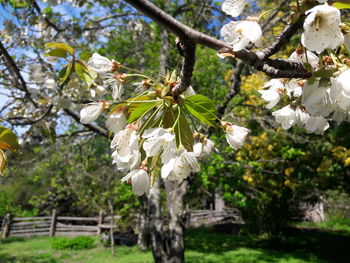 White apple blossoms in spring