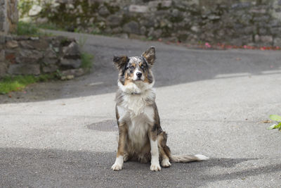 Dog sitting on road