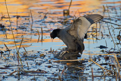 Bird flying over lake