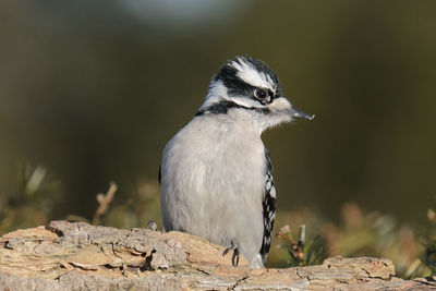 Close-up of bird perching on rock