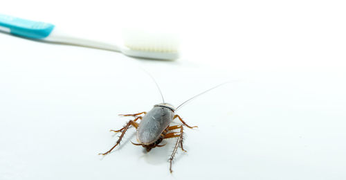 Close-up of insect on white background