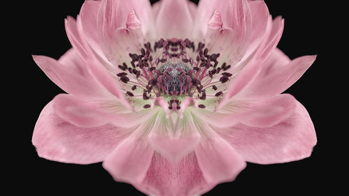 Close-up of pink flower against black background