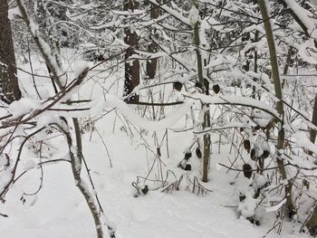 Bare trees during winter