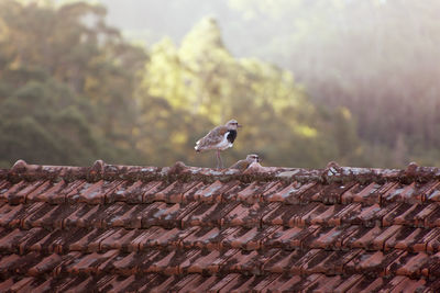 Vanellus chilensis - bird