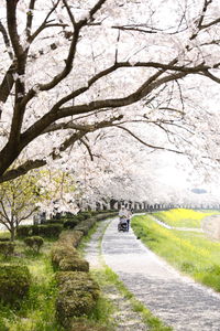 View of cherry blossom in park