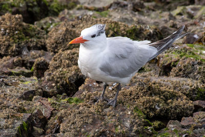 Close-up of seagull perching on rock