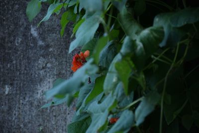 Close-up of butterfly on plant