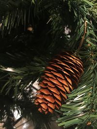 Close-up of tree