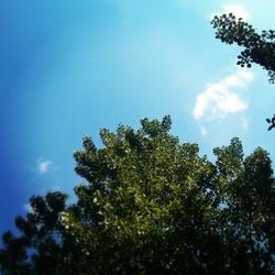 Low angle view of trees against blue sky