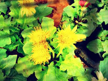 Close-up of yellow flowers