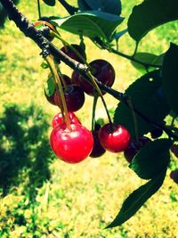 Close-up of red berries on tree