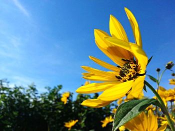 Low angle view of sunflower against blue sky