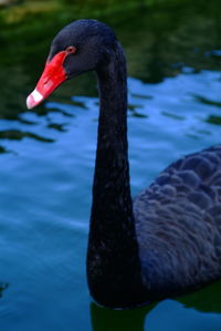 Close-up of swan in lake