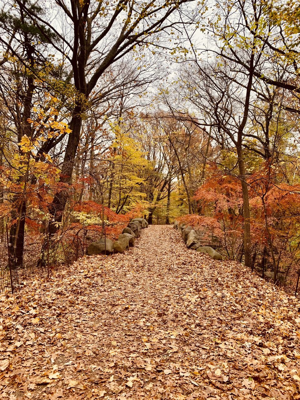 tree, autumn, plant, nature, leaf, plant part, tranquility, beauty in nature, land, the way forward, scenics - nature, tranquil scene, no people, day, footpath, non-urban scene, landscape, forest, woodland, falling, environment, outdoors, orange color, branch, idyllic, growth, sky, dry, autumn collection, natural environment, bare tree, road, field, sunlight, diminishing perspective, park, tree trunk, trunk, remote