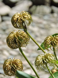 Close-up of plant