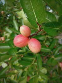 Close-up of strawberry growing on tree