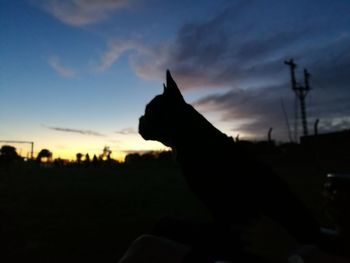 Close-up of silhouette horse against sky during sunset