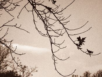 Bare trees against the sky