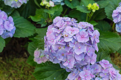 Close-up of purple hydrangea flowers