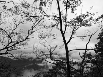 Low angle view of silhouette trees against sky