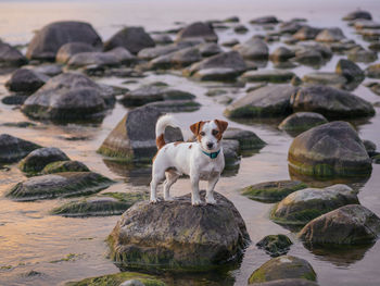 View of dog on rock at beach