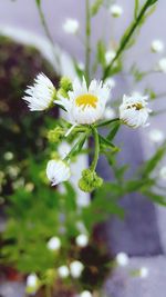 Close-up of white flowers blooming outdoors