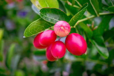 Close-up of cherries growing on plant