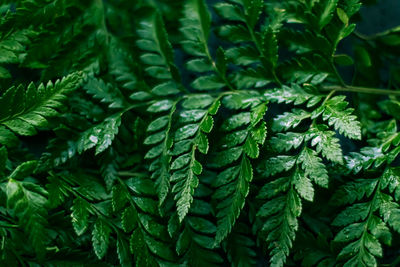 Full frame shot of wet green leaves