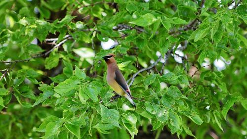 Close-up of bird perching on tree