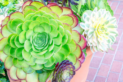 High angle view of flower bouquet