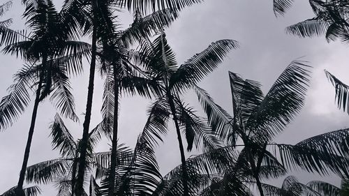 Low angle view of silhouette tree against sky