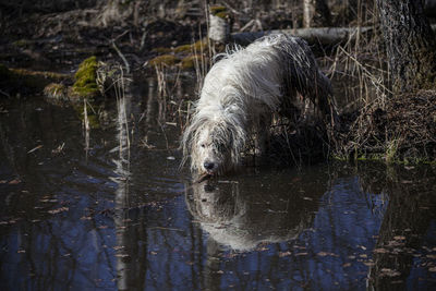 Dog drinking water in lake