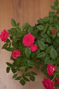 Close-up of pink roses blooming indoors