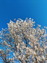 Low angle view of cherry blossom tree against blue sky