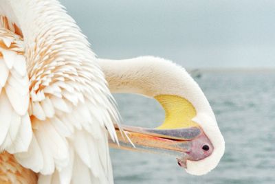 Close-up of a bird