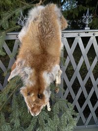 High angle view of dog standing on grass