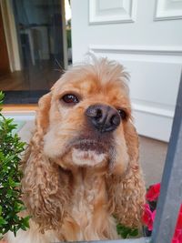 Portrait of a dog at home