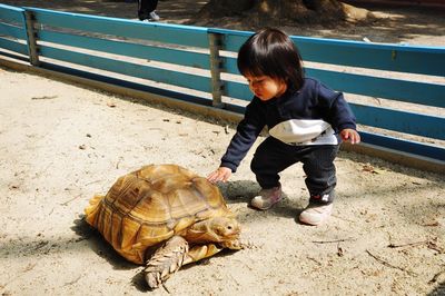 Cute boy playing with tortoise on sand