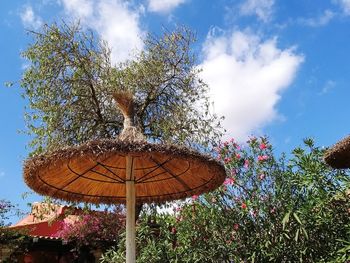Low angle view of flowering plants against sky