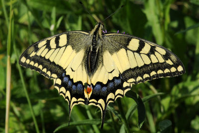 Close-up of butterfly perching on leaf