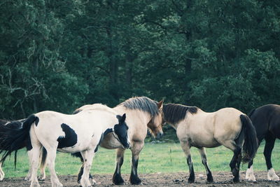 Horses on field against trees